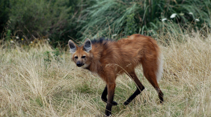 Animal silvestre em área urbana: saiba como agir