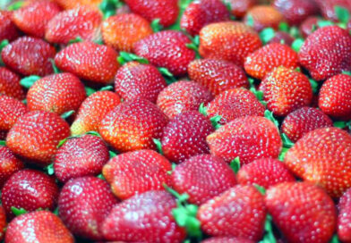 42ª Festa do Morango de Atibaia e Jarinu reúne a fruta mais desejada do inverno em dezenas de sabores