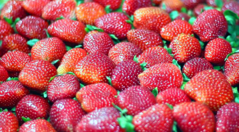42ª Festa do Morango de Atibaia e Jarinu reúne a fruta mais desejada do inverno em dezenas de sabores