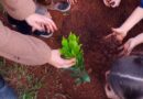Programação especial marca Semana da Árvore com plantios e ações ambientais em Atibaia