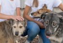 Prefeitura disponibiliza cadastro digital para protetoras independentes de animais