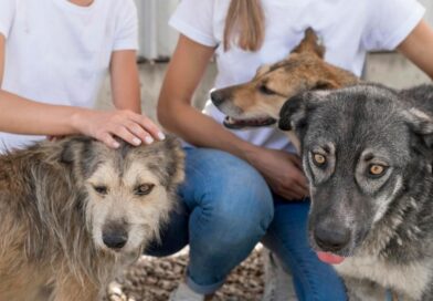 Prefeitura disponibiliza cadastro digital para protetoras independentes de animais