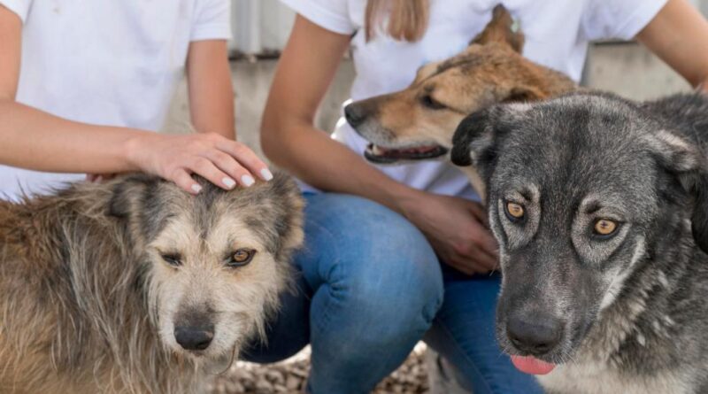 Prefeitura disponibiliza cadastro digital para protetoras independentes de animais